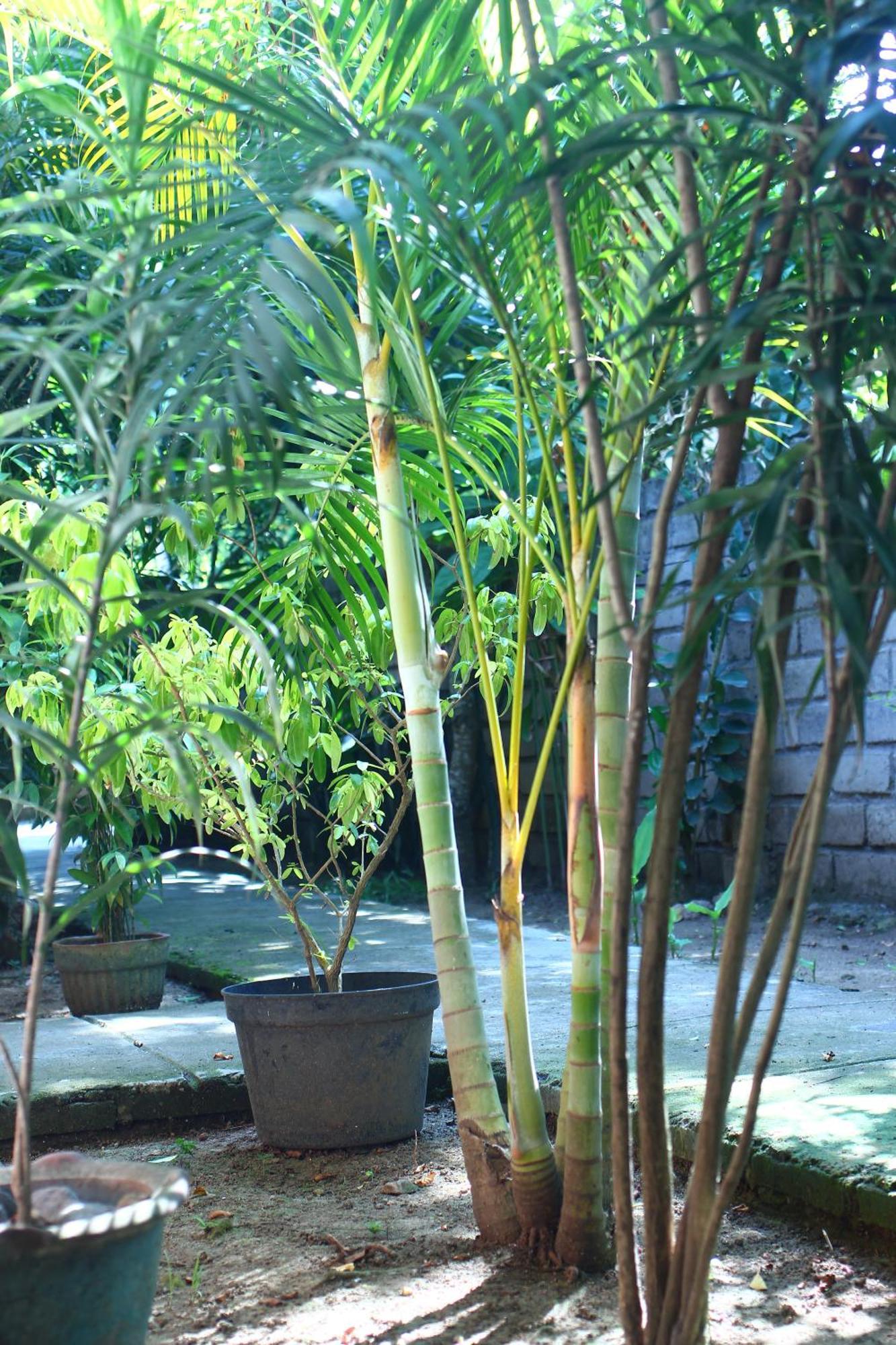 Three V Homestay Kuta  ภายนอก รูปภาพ