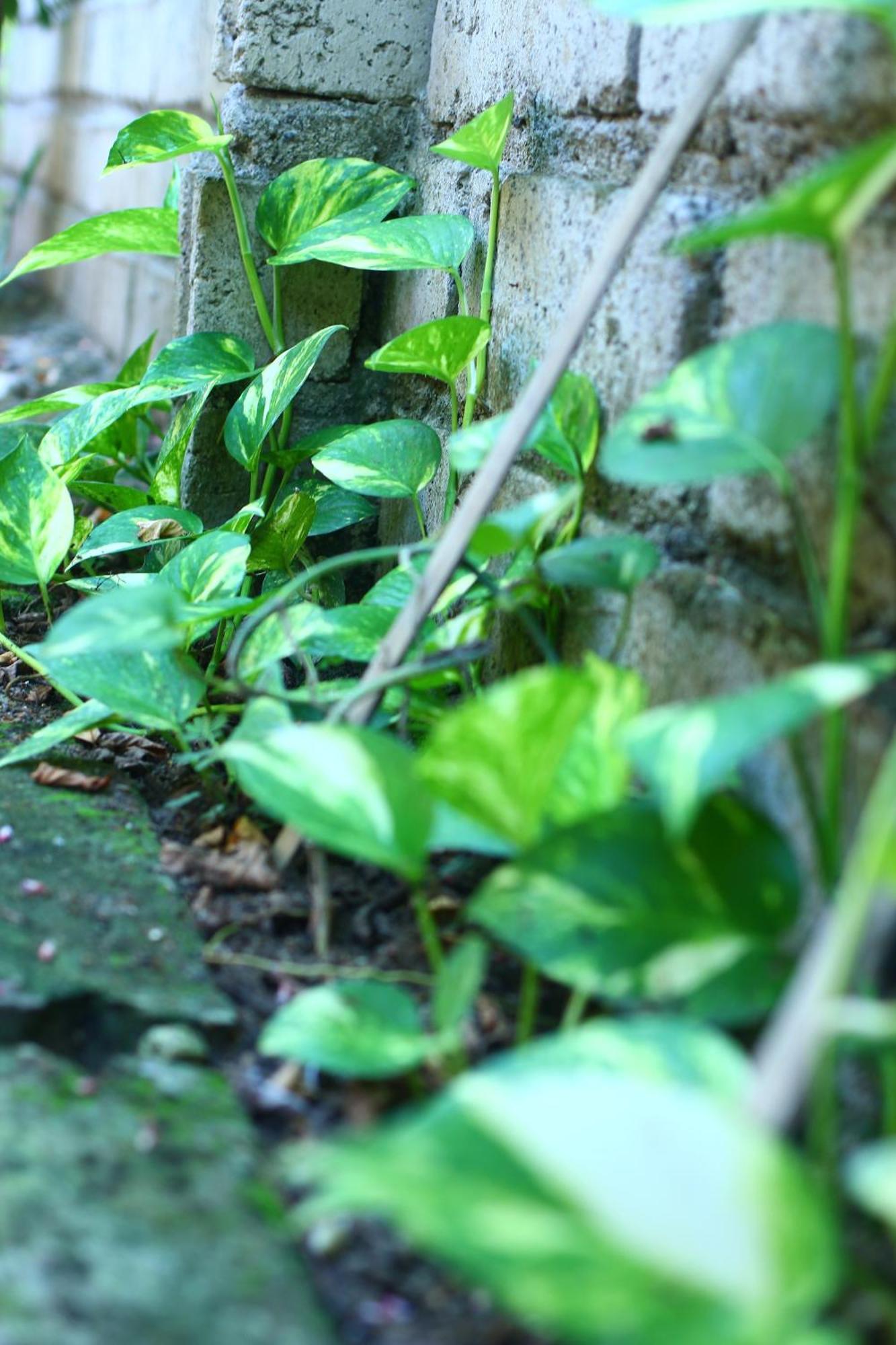 Three V Homestay Kuta  ภายนอก รูปภาพ